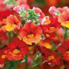 Nemesia papaya plug plants
