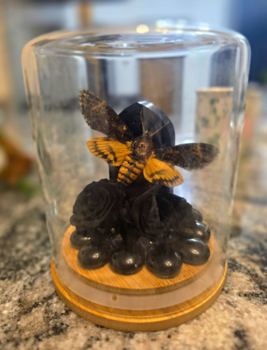 Mounted moth taxidermy - mounted,
