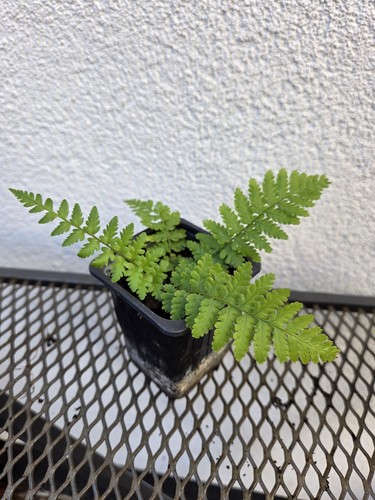 Little fern plant outdoor - little,