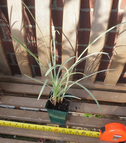 Tulbaghia violacea silver - violacea,