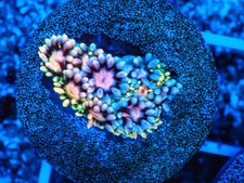 SHA Skittles Rainbow Goniopora