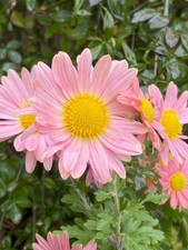 Chrysanthemum Peach Hardy ex