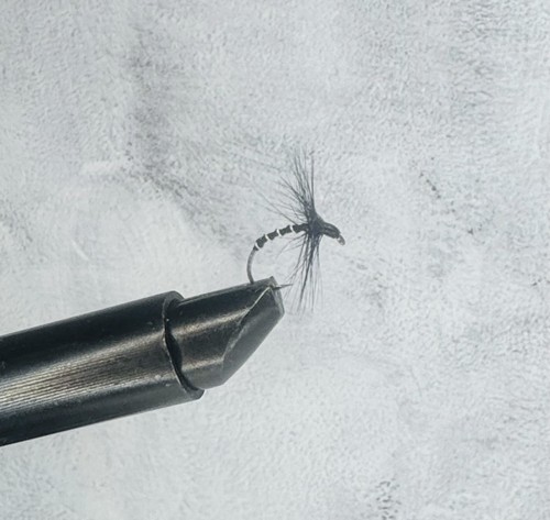 Trout fly zebra midge mayfly - trout,
