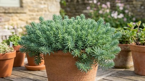 Sedum rupestre blue - sedum,