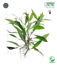 5 Hygrophila Siamensis 53B Live Aquarium Plants Tropical Fish Tank Snail Free
