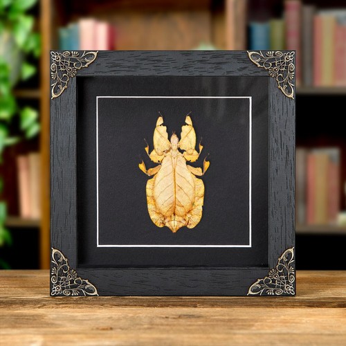 Gray leaf taxidermy - leaf, insect