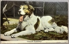 St Bernard Dog Fireside Enjoyment 1906 Postcard Mather Ringmore Road Shaldon