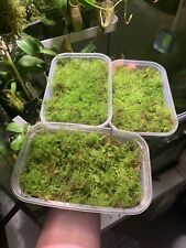 Live Moss mixed Species Perfect For Terrarium / Cultures / Potting ! Stunning￼