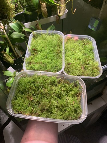 Live moss mixed - moss, species