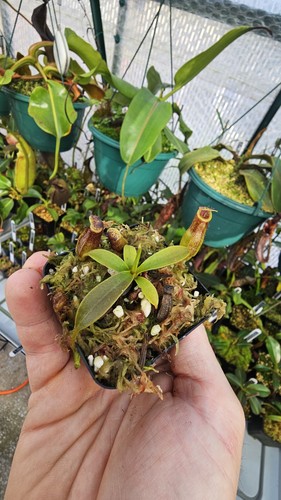 Nepenthes naga inermis - x,