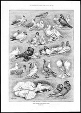1892 - BIRDS Pigeon Varieties Jacobins Trumpeters Owls LOUIS WAIN (160)