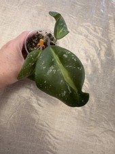 Hoya Obovata Variegata Splash