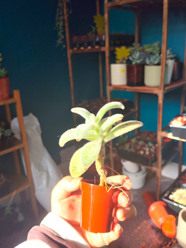 Kalanchoe succulent plant - kalanchoe,