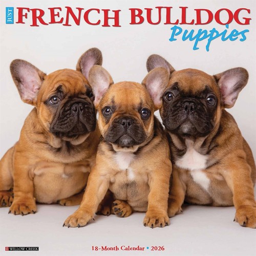 Just french bulldog puppies - french,
