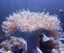 Soft Coral frags colonies
