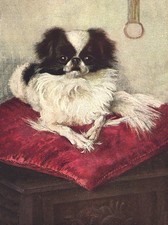 JAPANESE CHIN CHARMING DOG GREETINGS NOTE CARD BEAUTIFUL DOG ON RED CUSHION