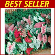 Unique Fancy Mix Caladium