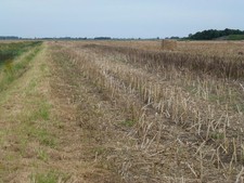 Photo A3 Rape stubble and