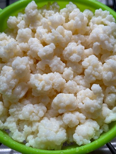 Premium milk kefir grains - premium,