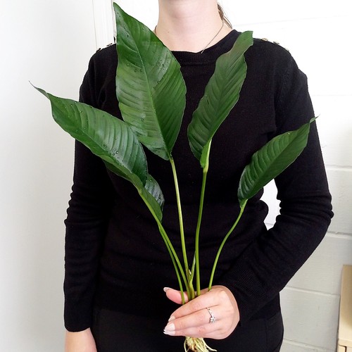 Anubias heterophylla 30 50 - heterophylla, xl