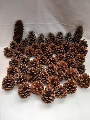 Over large pine cones - over, 50