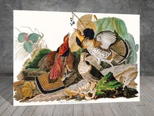 John James Audubon Ruffed