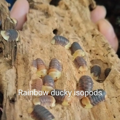 100 rainbow rubber - rubber, ducky