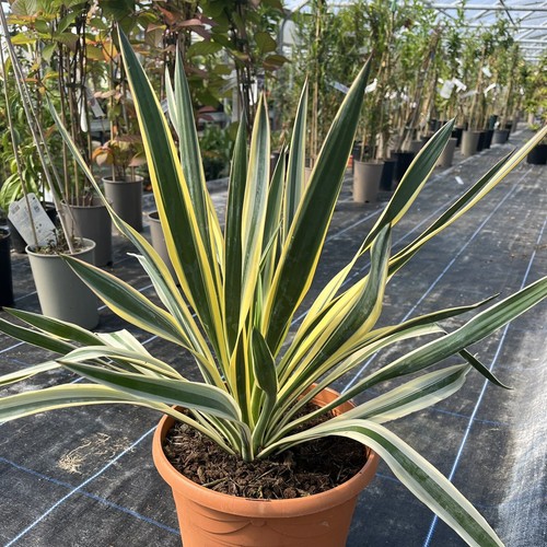 Yucca gloriosa variegata - gloriosa,