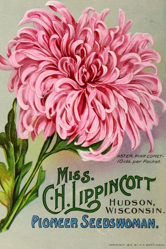 Pink aster floral gardening - pink,