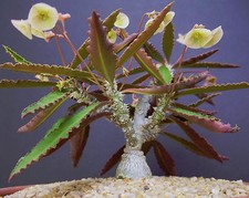 RARE EUPHORBIA