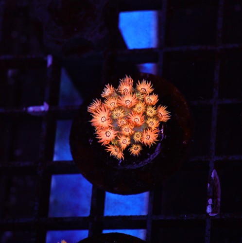 Firecracker goniopora wysiwyg - goniopora,