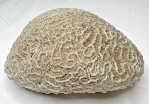 Large natural brain coral - natural,