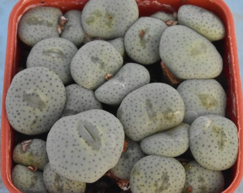 Conophytum wettsteinii y - wettsteinii, r&y