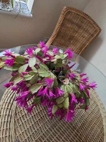 Christmas cactus - christmas,