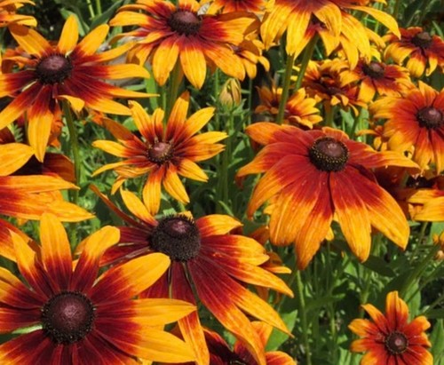 Rudbeckia autumn forest - rudbeckia, forest'