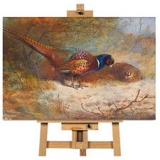 Archibald Thorburn Pheasant
