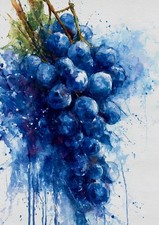 Vineyard Grapes Collection