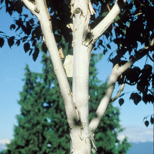 Betula utilis var - betula,