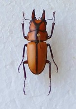 Prosopcoilus suturalis stag - prosopcoilus,