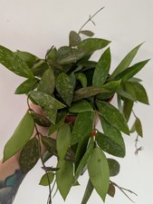 Hoya Gracilis Houseplant