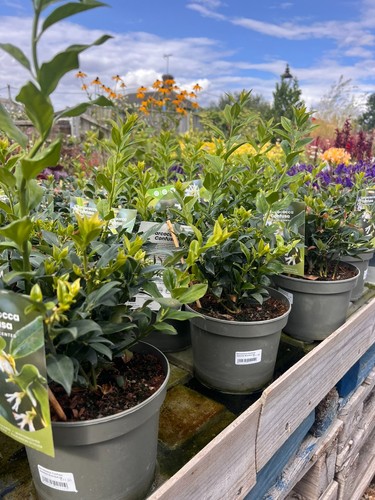 Sweet box - (sarcococca, confusa)