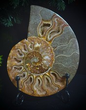 Large 11cm  Beautiful High