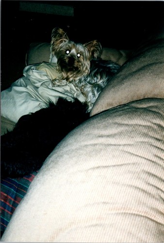 Silky terrier laying - on, grey