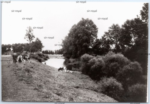 Repro gimbte near greven - repro,
