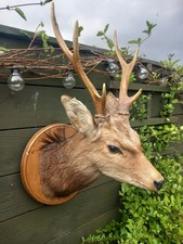 Taxidermy  Siki Deer Antlers Head Mount 