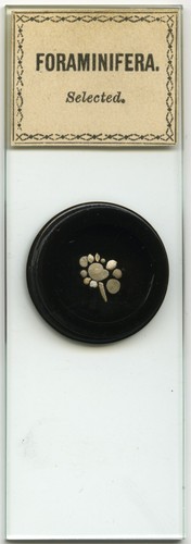 Antique microscope slide - microscope, by