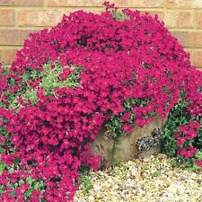 6  Aubrieta Royal Red Hardy Alpine Perennial Plug plants