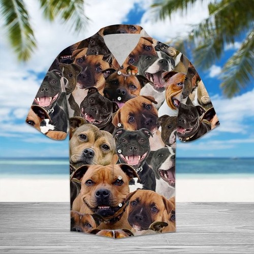 Staffordshire bull terrier - bull,