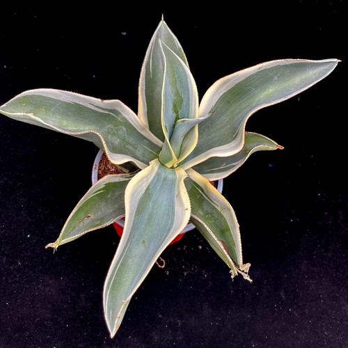 Agave gypsophila ivory coast - gypsophila,