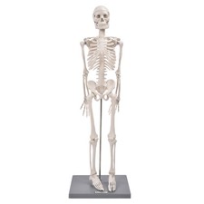 85cm Human Skeleton Model With